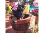 Maltipoo Puppy for sale in Tulare, CA, USA