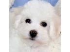 Bichon Frise Puppy for sale in Grabill, IN, USA