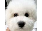Bichon Frise Puppy for sale in Grabill, IN, USA