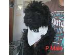 Poodle (Toy) Puppy for sale in Quincy, IL, USA
