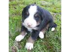 Bernese Mountain Dog Puppy for sale in Myrtle, MO, USA