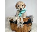 Golden Retriever Puppy for sale in Melba, ID, USA