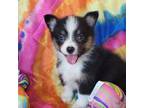 Pembroke Welsh Corgi Puppy for sale in Bradenton, FL, USA