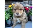 Australian Shepherd Puppy for sale in Kelso, WA, USA