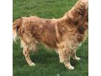 Male AKC Golden retriever