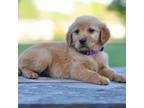 Golden Retriever Puppy for sale in Fredonia, KY, USA
