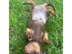Dachshund Puppy for sale in Pleasant Plains, AR, USA