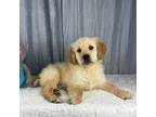 Golden Retriever Puppy for sale in Greenwood, IN, USA