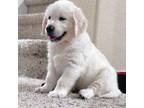 Golden Retriever Puppy for sale in Aurora, CO, USA