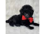 Poodle (Toy) Puppy for sale in Rainbow City, AL, USA