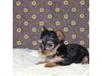 Yorkshire Terrier Puppy for sale in Kewaunee, WI, USA