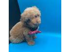 Poodle (Toy) Puppy for sale in Tucker, GA, USA