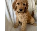 Goldendoodle