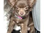 Chihuahua Puppy for sale in Branford, CT, USA