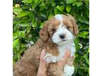 Mal-Shi Puppy for sale in Whittier, CA, USA