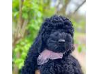 Australian Labradoodle Puppy for sale in Athens, GA, USA