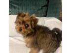 Yorkshire Terrier Puppy for sale in Kernersville, NC, USA