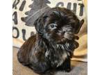 Shih Tzu Puppy for sale in Bridgeport, CT, USA