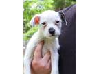 Adopt Irene a Terrier, Mixed Breed