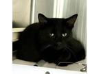 Adopt Lava Girl - Working Cat a Domestic Short Hair