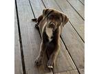 Adopt Huxley (aka Toto) a Pit Bull Terrier