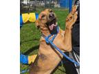 Adopt Rita a Shepherd, Mixed Breed