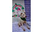 Adopt COX a Pit Bull Terrier