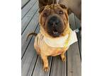 Adopt Iris a Shar-Pei