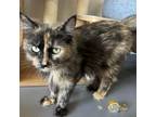 Adopt Duchess a Domestic Long Hair