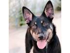 Adopt Jet a German Shepherd Dog, Mixed Breed