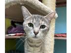 Adopt Honey Bunches Of Oats a Domestic Short Hair
