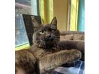 Adopt Abby a Domestic Short Hair