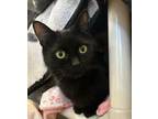 Adopt Cherry a Domestic Short Hair