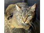 Adopt Katie the Kat a Domestic Short Hair