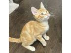 Adopt Lennon a Orange or Red Tabby Domestic Mediumhair cat in Knoxville