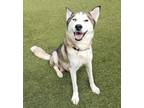 Adopt Nyla a Siberian Husky