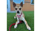 Adopt Esperanza a Italian Greyhound