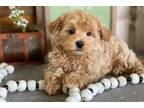 Maltipoo Puppy for sale in South Bend, IN, USA