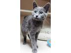 Adopt Bambi a Domestic Short Hair