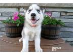 Siberian Husky Puppy for sale in Fort Wayne, IN, USA