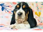 Basset Hound Puppy for sale in Cincinnati, OH, USA