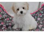 Maltipoo Puppy for sale in South Bend, IN, USA