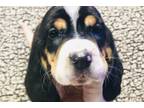 Basset Hound Puppy for sale in Cincinnati, OH, USA