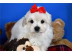 Maltipoo Puppy for sale in Fort Worth, TX, USA