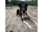 Adopt Astrid a Mixed Breed