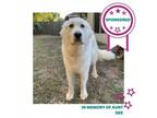 Adopt Queen Reyna a Great Pyrenees