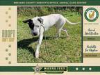 Adopt Salty a Mixed Breed