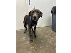 Adopt ROUX a Gray/Blue/Silver/Salt & Pepper Blue Lacy/Texas Lacy / Mixed dog in