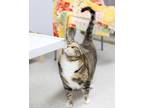 Adopt Jazzy a Domestic Short Hair