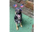 Adopt Allie a German Shepherd Dog